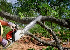 Best Arborist Consultation Services  in The Acreage, FL