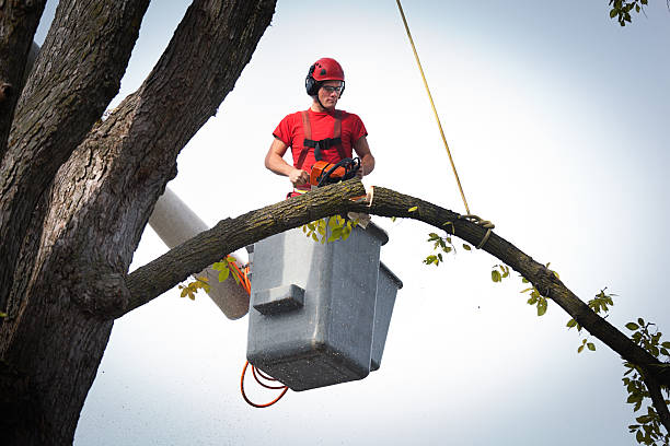 Best Palm Tree Trimming  in The Acreage, FL