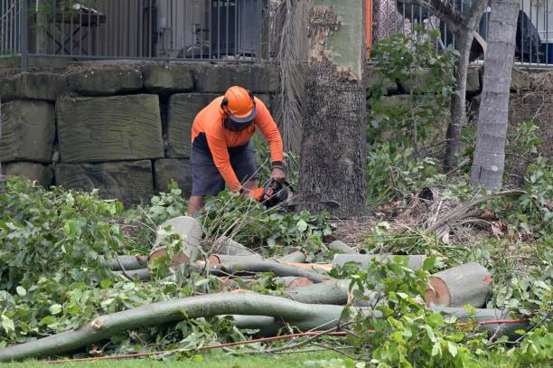 Best Emergency Tree Removal  in The Acreage, FL