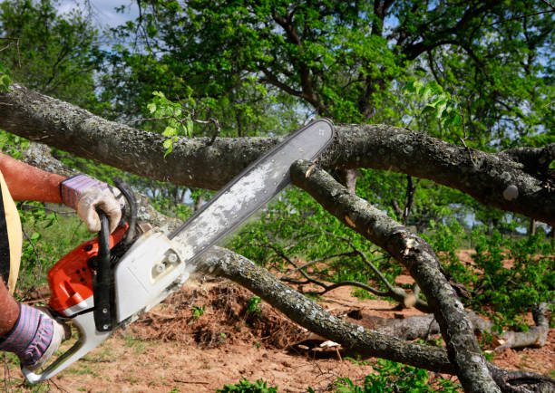 Best Lawn Grading and Leveling  in The Acreage, FL